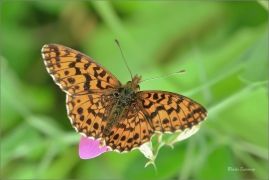 <p>PERLEŤOVEC NEJMENŠÍ (Boloria dia) ---- /Weaver's fritillary - Magerrasen-Perlmutterfalter/</p>